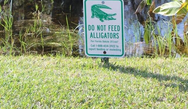 Everglades Ultras 2017