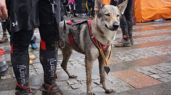 Biegi w Szczawnicy 2017