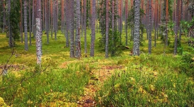 Sundsvall Ultra Trail 2017