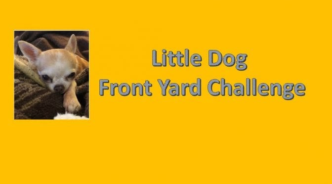Little Dog Front Yard Challenge 2020